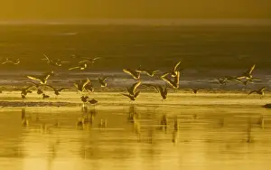 Evening Light Prints: Marbled Godwits - coming in to feed, at sunset, California, United States