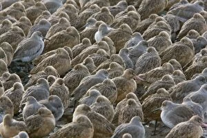 Marbled Godwits and Willets - High tide roost - winter evening