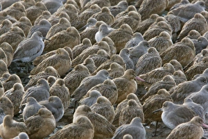 Marbled Godwits and Willets - High tide roost - winter evening Marbled Godwits and Willets - High tide roost - winter evening