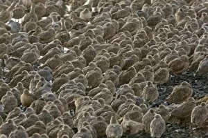 Images Dated 29th November 2010: Marbled Godwits and Willets - High tide roost - winter evening