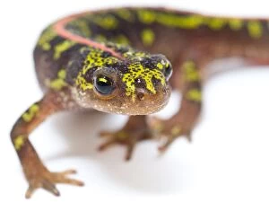Images Dated 19th October 2014: Marbled Newt