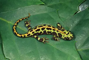 Newts Prints: Marbled Newt South West Europe