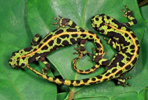 Halloween Collection: Marbled Newts - South West Europe