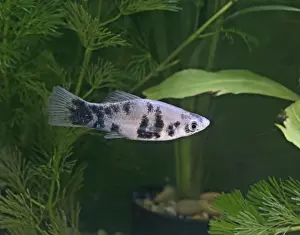 Marbled swordtail –side view- tropical freshwater - variant 002578