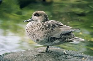 Images Dated 21st June 2007: Marbled Teal Duck