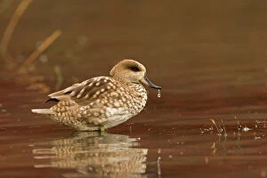 Marbled Teal (Male) - sitting in shallow water