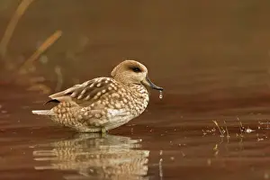 Drinking Prints: Marbled Teal (Male) Sitting in shallow water Southern Spain, Mediterranean, Europe