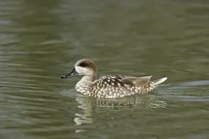 Teals Prints: Marbled Teal Marmaronetta angustirostris Arundel WWT Sussex, UK BI013317