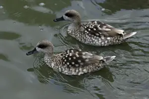 Marbled Teal-pair swimming on lake, Washington WWT, Tyne and Wear