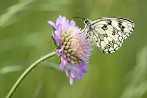 Marbled White Butterfly - on flower - France