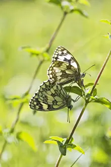 Marbled White Butterfly - pair mating - Buckinghamshire UK 12164