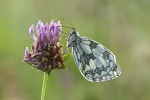 Images Dated 28th July 2012: Marbled White Butterfly - resting on red clover in early morning sunshine - July