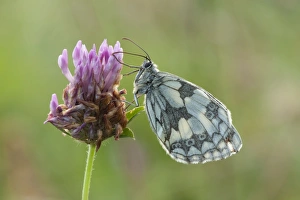 Marbled White Butterfly - resting on red clover in early morning sunshine - July Marbled White Butterfly - resting on red clover in early morning sunshine - July