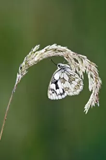 Images Dated 5th July 2008: Marbled white - resting on grass wings closed Bedfordshire UK 005836