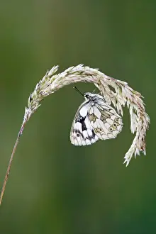 Whites Prints: Marbled white - resting on grass wings closed Bedfordshire UK 005836