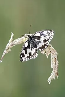 Images Dated 5th July 2008: Marbled white - resting on grass wings open Bedfordshire UK 005837