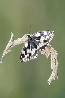 Whites Prints: Marbled white - resting on grass wings open Bedfordshire UK 005837