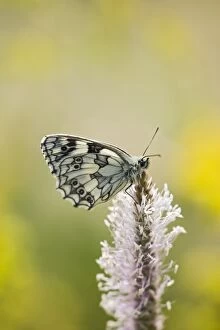 Marbled white - resting on plantain