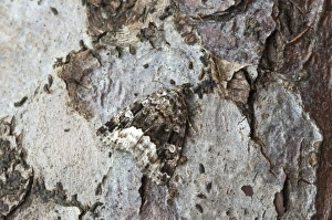 Images Dated 23rd May 2010: Marbled White-spot - North Lincolnshire - England
