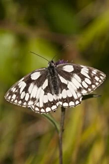 Marbled White - upperside - wings open at rest