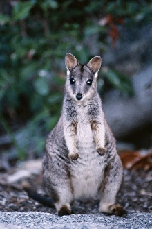 Images Dated 31st January 2011: Mareeba Rock Wallaby CAN 469 Australia © John Cancalosi / ardea.com