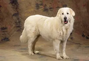 Maremma Sheepdog