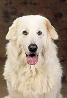 Maremma Sheepdog