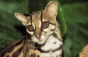Images Dated 14th June 2004: Margay
