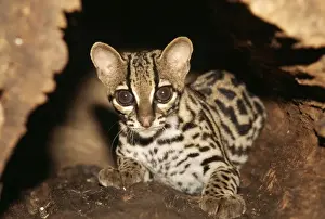 Margay