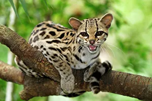 Central America Collection: Margay Belize