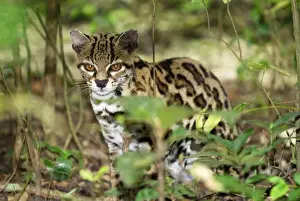 Margay Belize