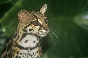 Margay / Tree Ocelot