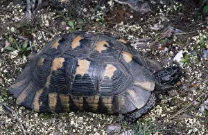 Tortoises Prints: Marginated Tortoise ROG 8501 South Greece Testodo marginata © Bob Gibbons / ardea