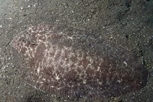 Margined Sole in black sand