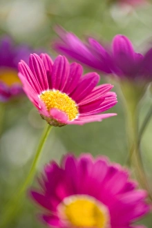 Images Dated 28th June 2006: Marguerite Daisies Norfolk UK