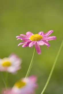 Daisy Prints: Marguerite Daisy Norfolk UK