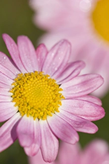Images Dated 27th June 2005: Marguerite Daisy - pink flowers Norfolk UK