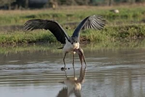 Maribou Stork - fishing