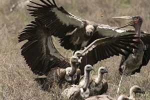 Images Dated 22nd December 2010: Maribou Stork - with Vultures