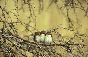Flycatcher Gallery: Marico Flycatcher - Warming each other on a cold