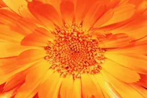 Plant Texture Prints: Marigold - Flower in close up