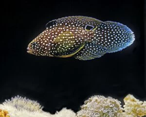 Marine Betta / Comet Fish