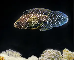 Grouper Prints: Marine Betta Fish