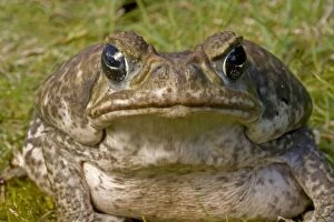 Images Dated 12th August 2007: Marine / Cane Toad - Native to South and Central America - Produces toxic skin secretions