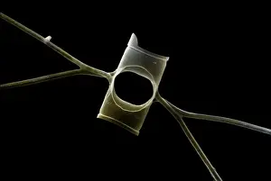 Plankton Prints: Marine Diatom