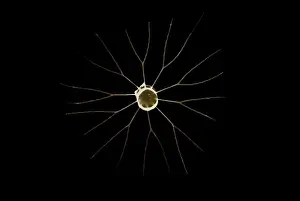 Marine Diatom