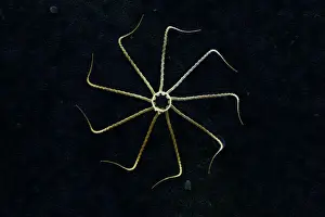 Marine Diatom