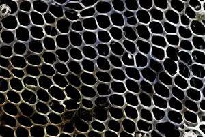 Marine Diatom