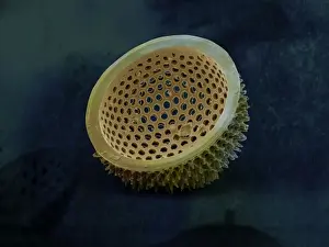 Marine Diatom