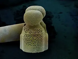 Marine Diatoms